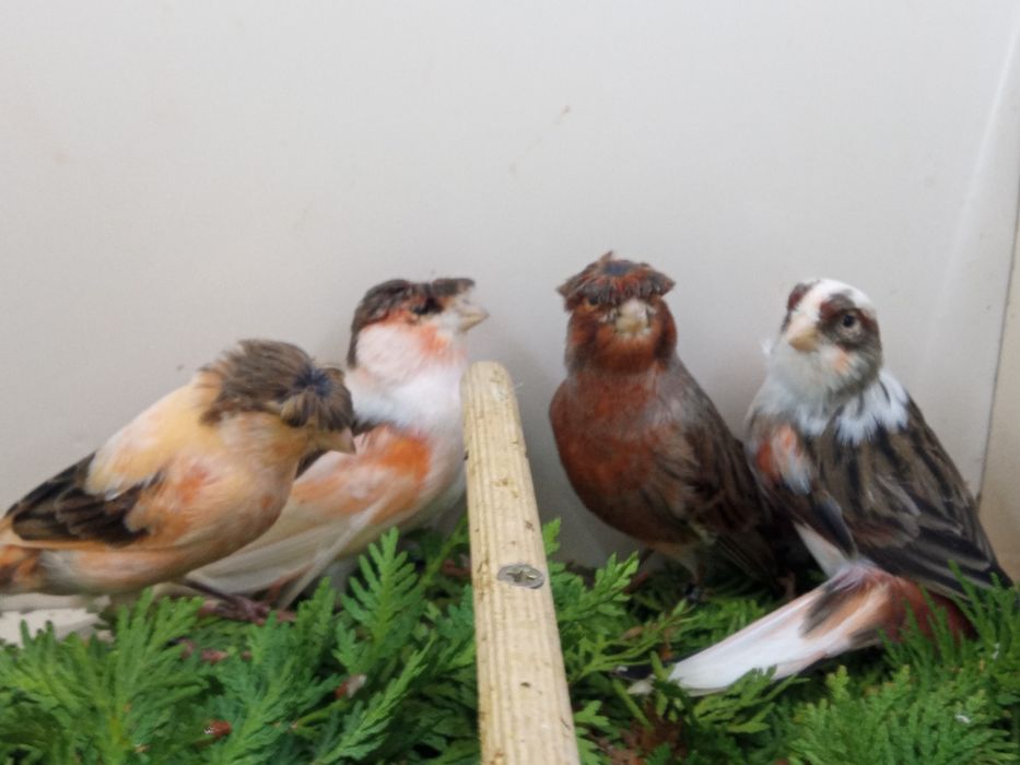 Kanarki ARLEKIN PORTUGALSKI  z roku 2025 i 2024.r