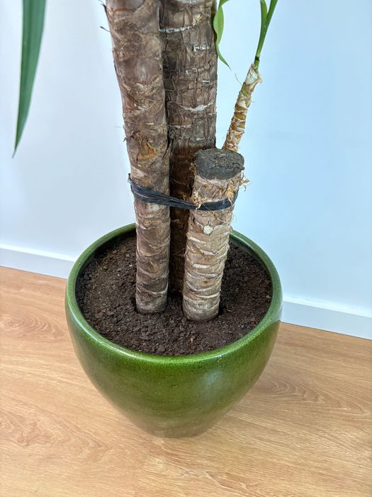 Vaso de cerâmica esmaltado verde + planta Yucca Elephantipes com 130cm