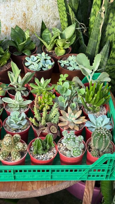 Plantas cactos e suculentas