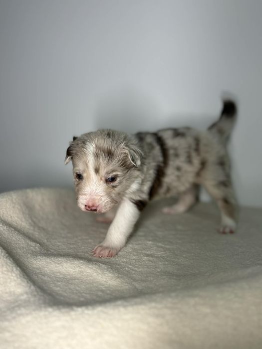 Szczeniak border collie samiec