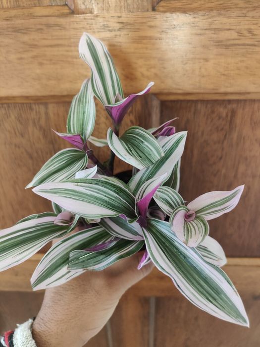 Nanouk // planta interior