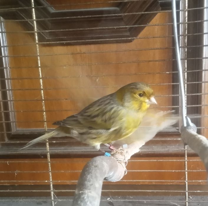 Kanarki Parka - samiec i samica