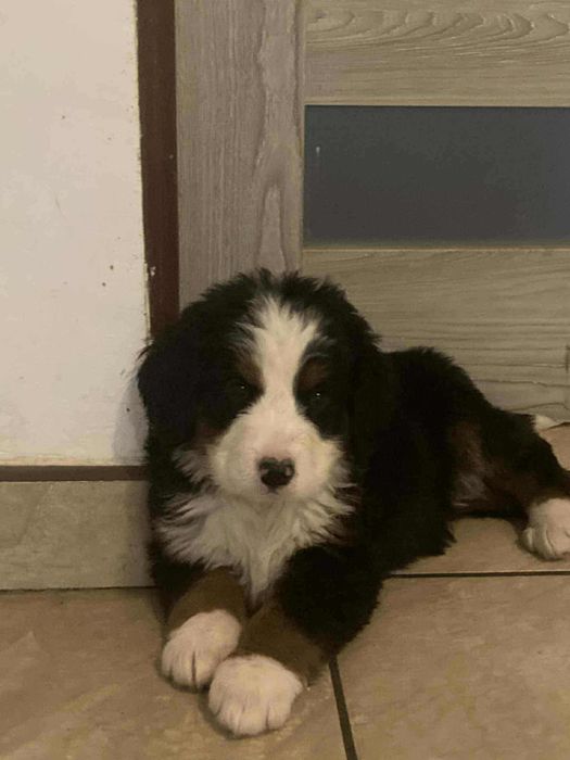 Bernenski Pies Pasterski