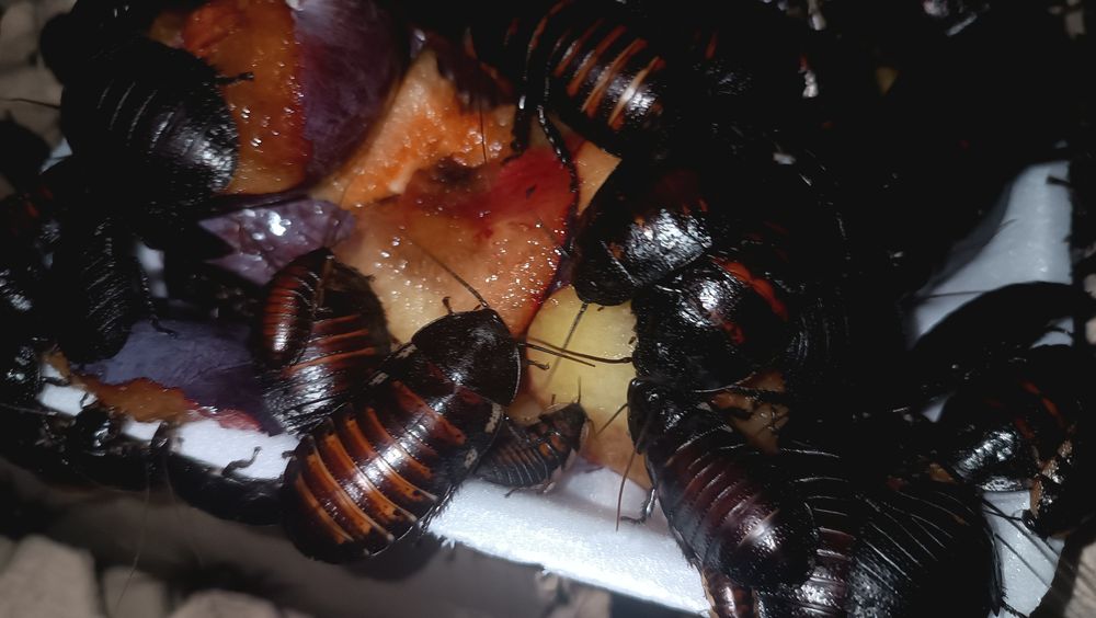 Большие экзотические тараканы