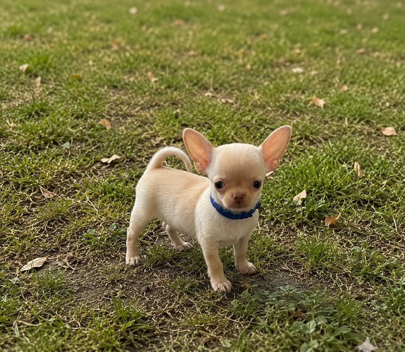 Chihuahua krotkowlosa (samiec)