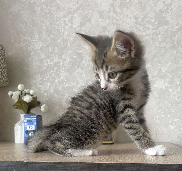 Котенок мальчик в поисках дома!