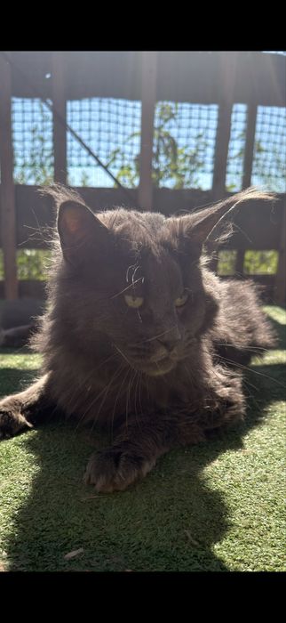 Maine Coon kocur MCO a