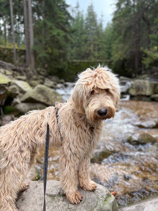 Цуценята лабрадуделі