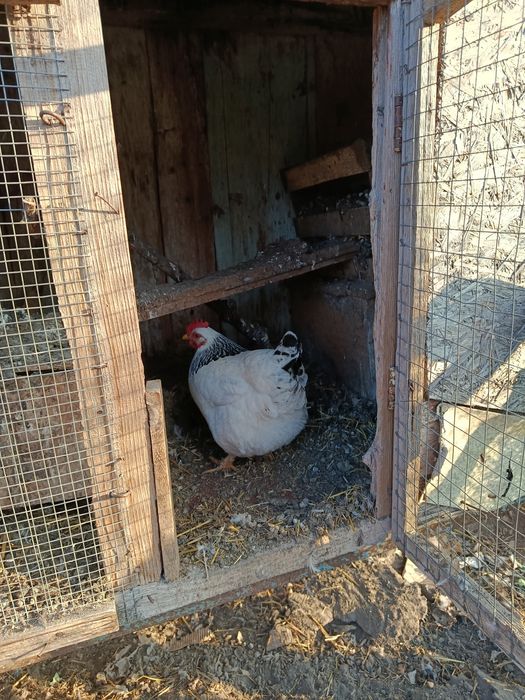 Инкубационное яйцо обычных курей