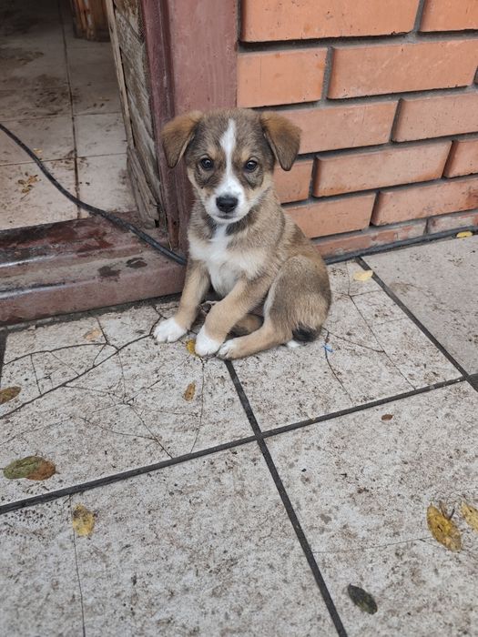 Цуценята в добрі руки