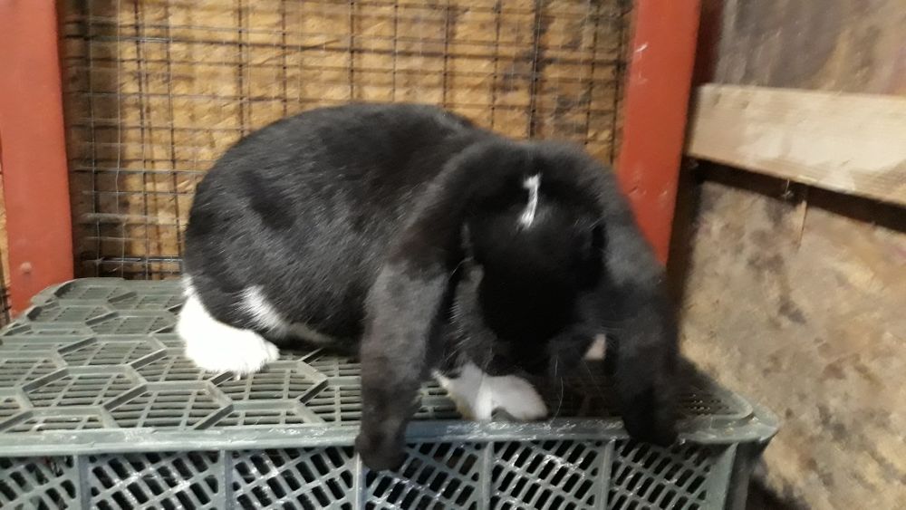 Królik Baran francuski samiec