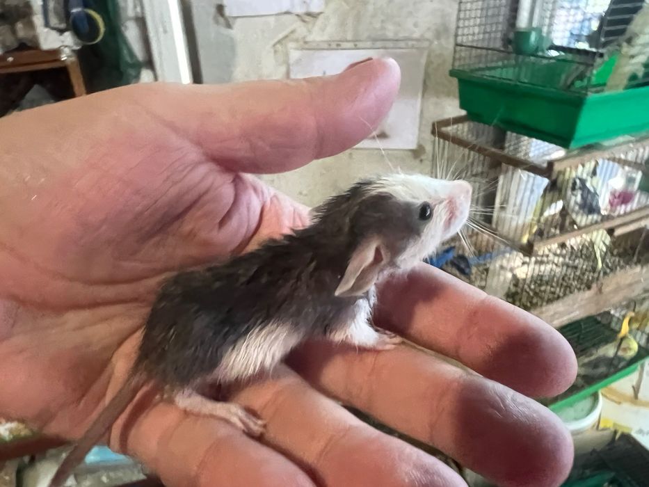 Крыски Дамбики (ручные)