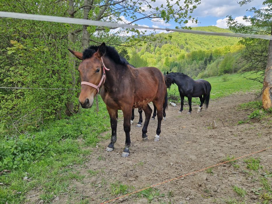 Źrebica 17 miesięcy