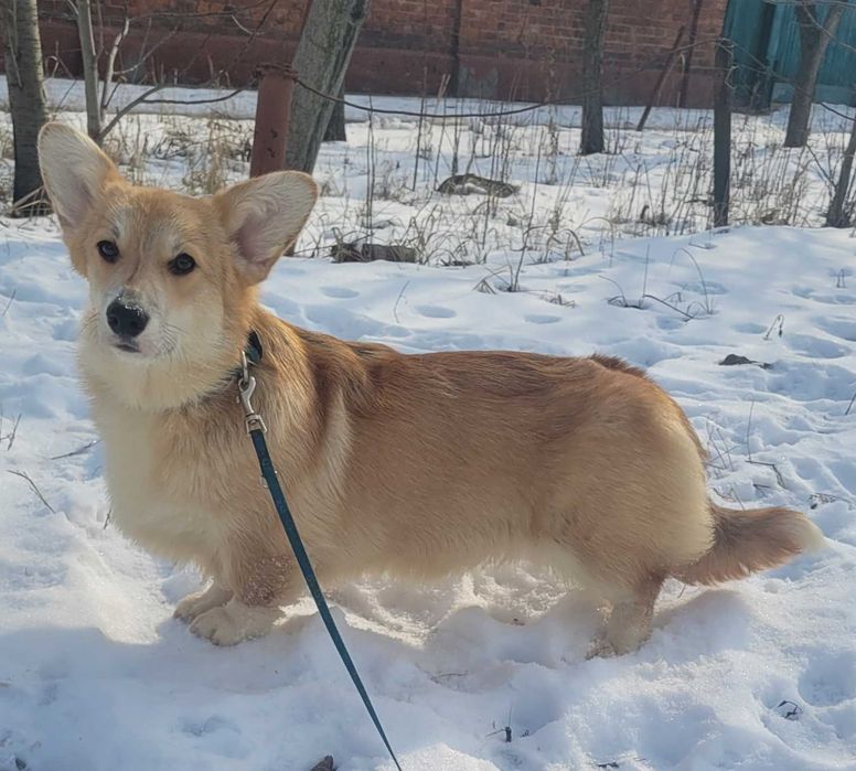 Подрощенная сука вельш корги пемброк.