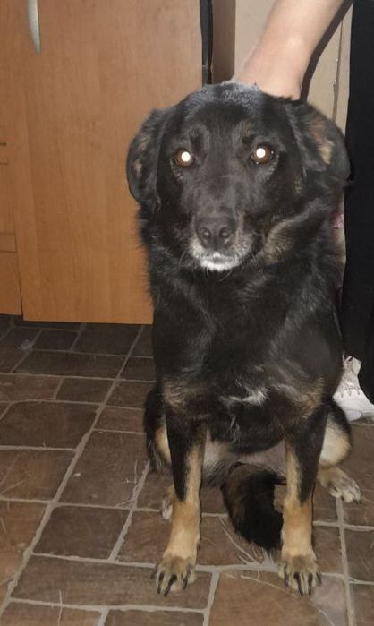 Пропала собака ДД, Шевчик