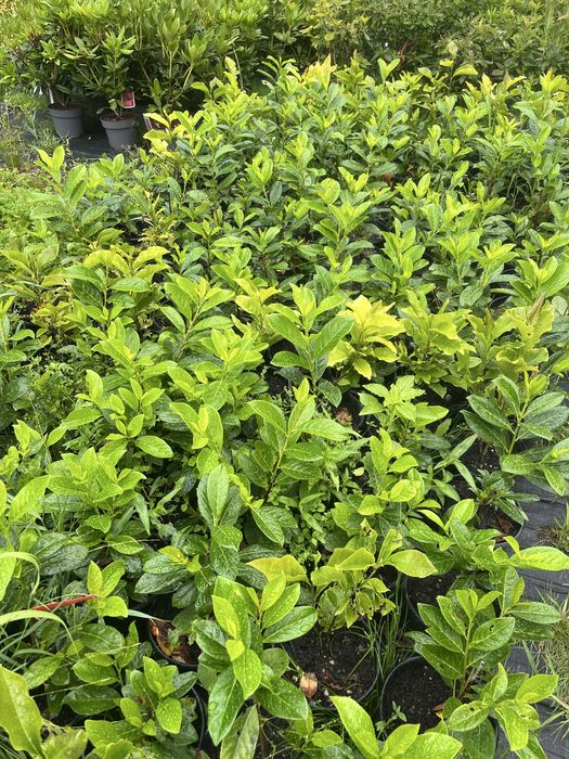 Laurowiśnia donica do 40cm