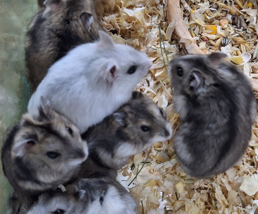 Chomki dżungarski samiczki.