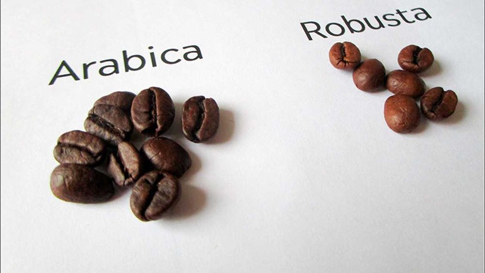 Café Arabica e Robusta