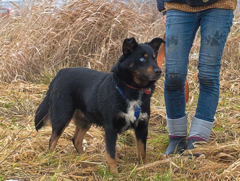 Norway -psiak o niesamowitych oczach, ciekawski i energiczny -adopcja.