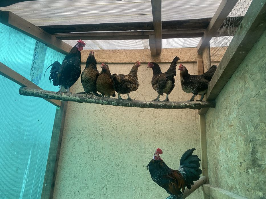 Карликові курочки молоді