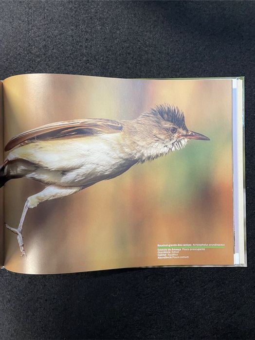 José Freitas - Aves no Ribatejo e Alentejo