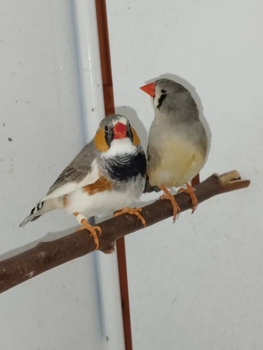 Samce samice  zeberki