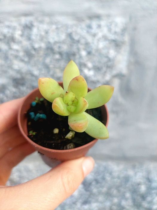 Suculentas 1€ cada