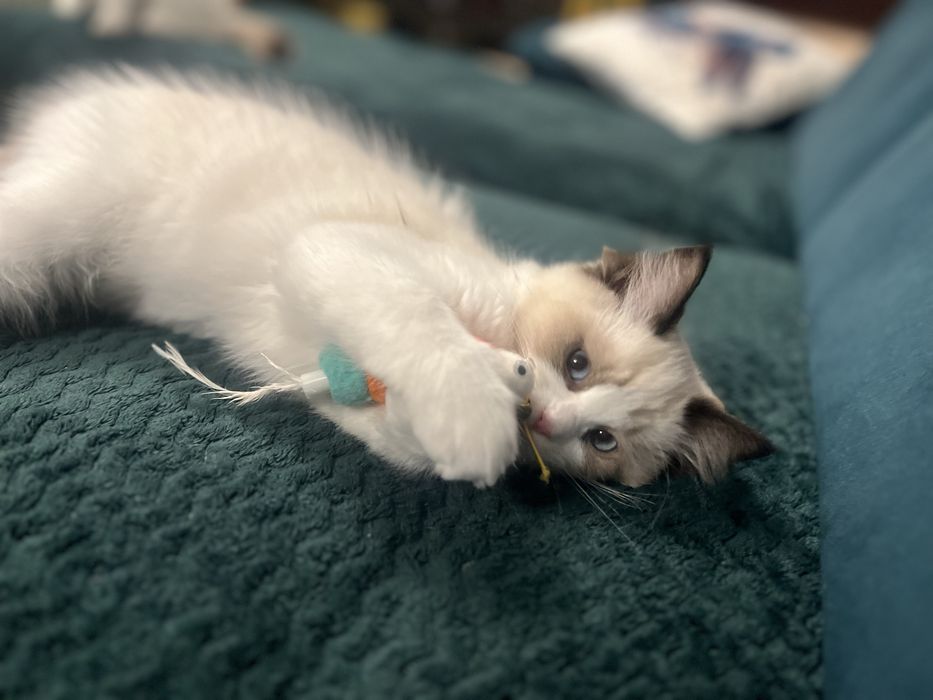 Ragdoll juz do odbioru