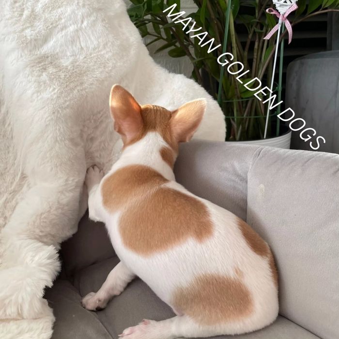 Wyjątkowy piesek chihuahua w łatki