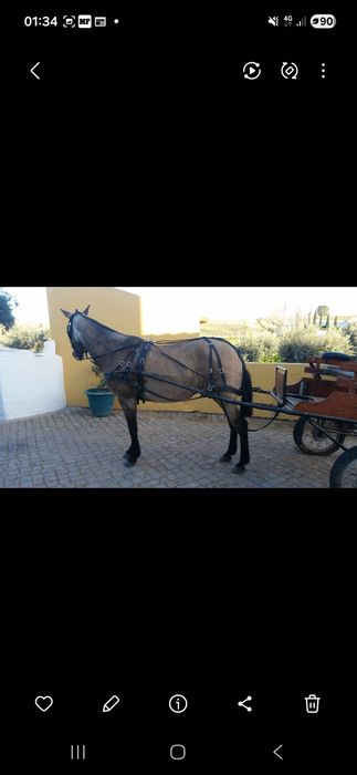 Charrete em bom estado