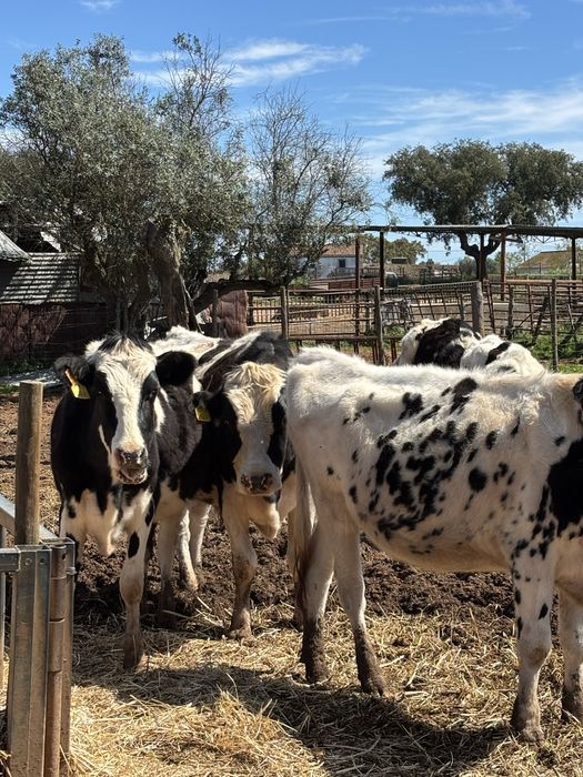 Venda 11 novilhas e um touro