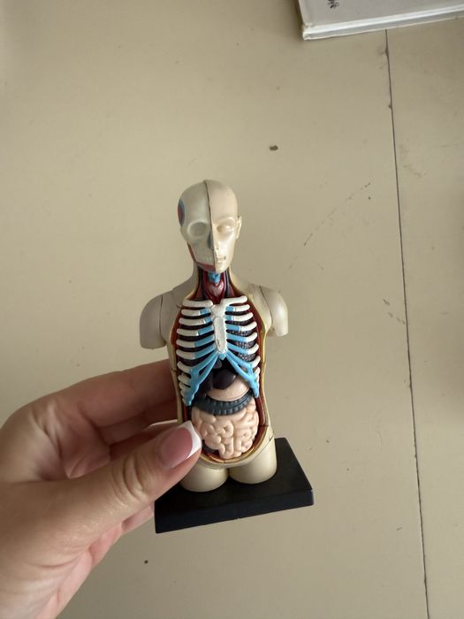 Анатомічний конструктор 4D Master Торс людини