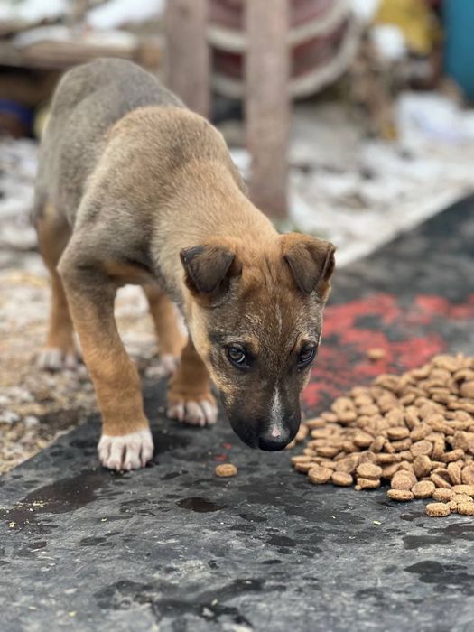 Щенок ищет семью