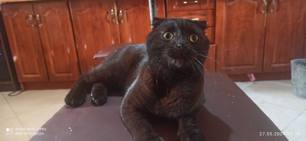 Кіт вісловухий на вязку