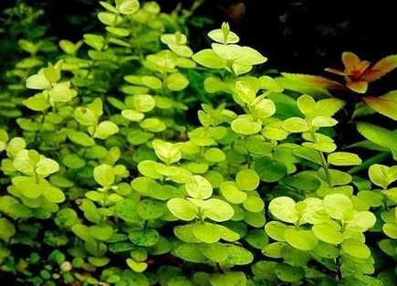 Limnophila aquatica Gałązka