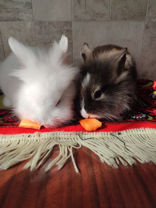 Декоративные кролики