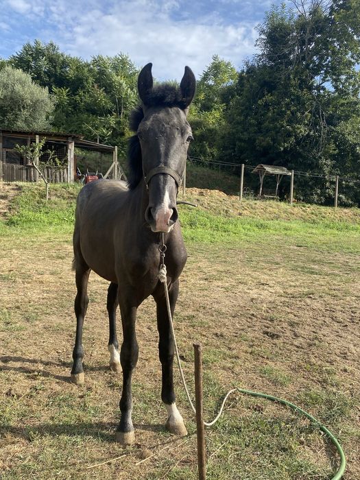 Poldro lusitano