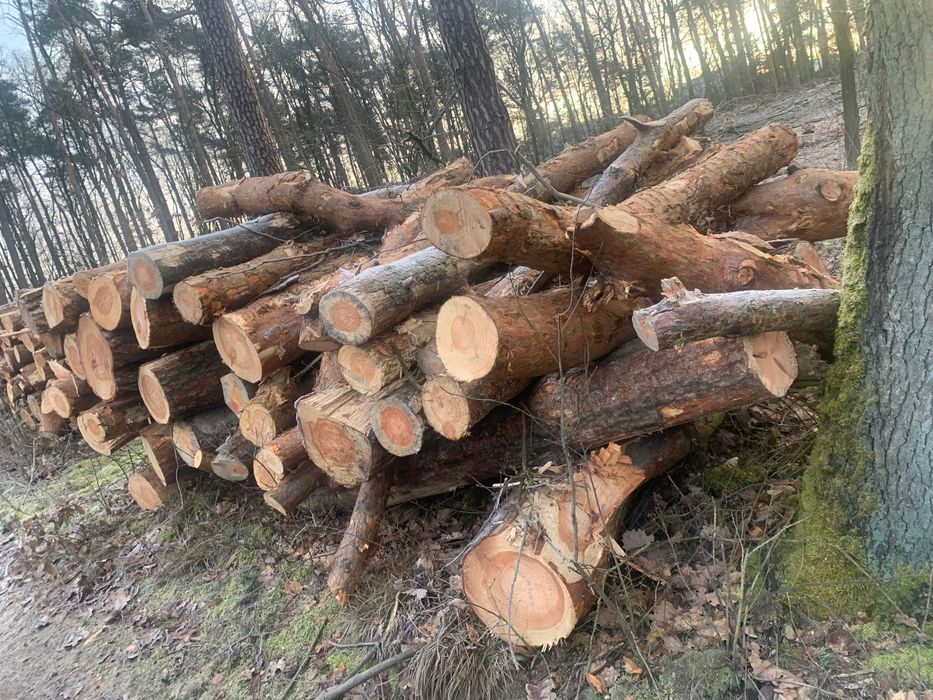 Drewno kominkowe Dębina/ Brzoza