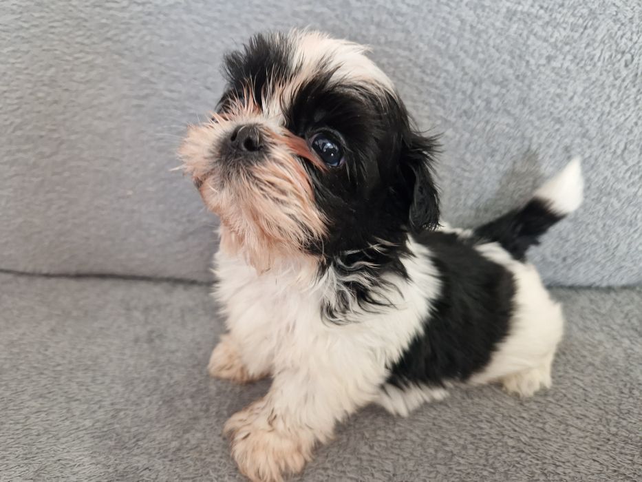 Piesek Shih-Tzu rezerwacja