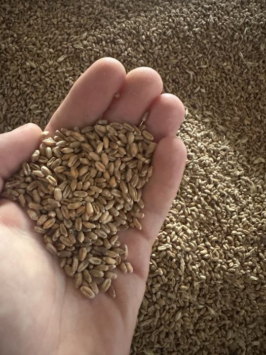 Pszenica ozima Hondia po centrali 2025