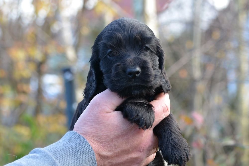 Cocker Spaniel Angielski ZKwP/FCI