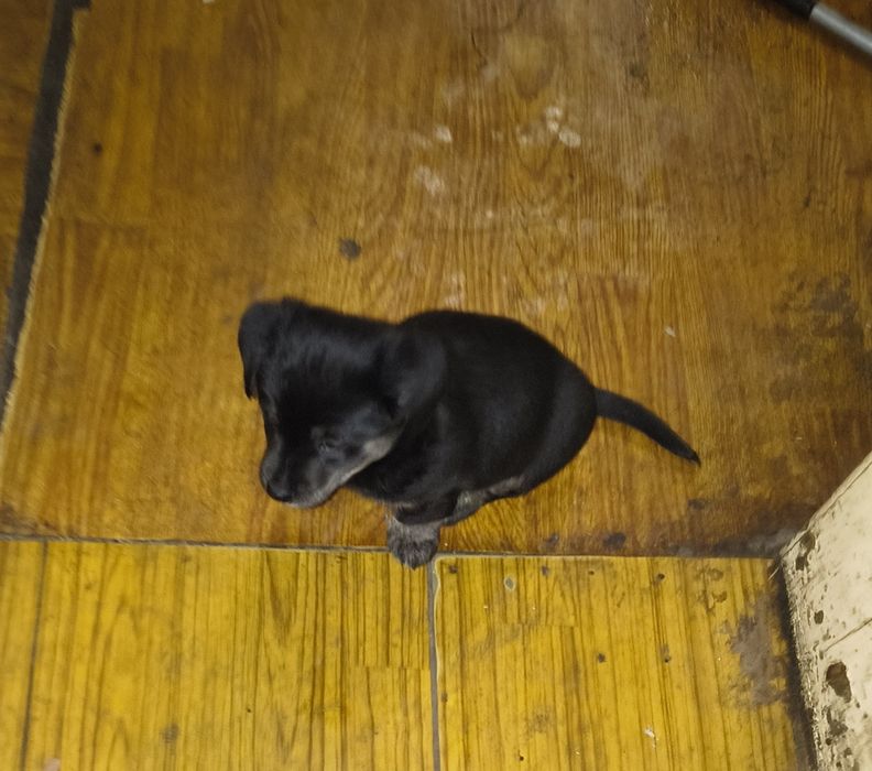 Oddam Szczeniaka w Dobre Ręce