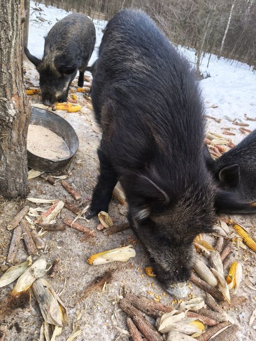 Продам робочого кнура