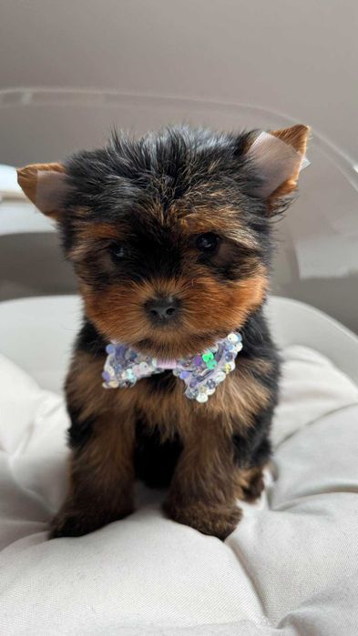 Miniaturka Suczka Yorkshire Terrier z Rodowodem 1,5kg