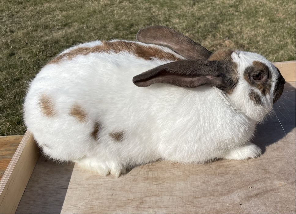 Królik - srokacz madagaskar