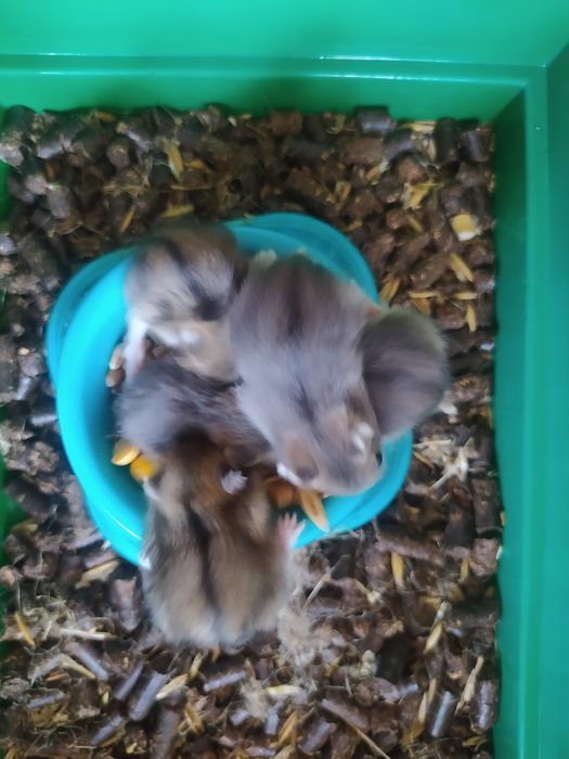 Хомячки Кременчуг