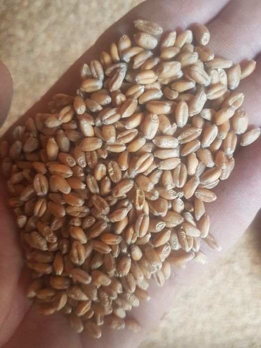 Sprzedam pszenica, pszenżyto, owies