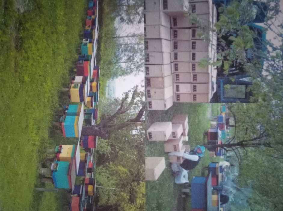 Доставка бджолопакетів в Кропивницький