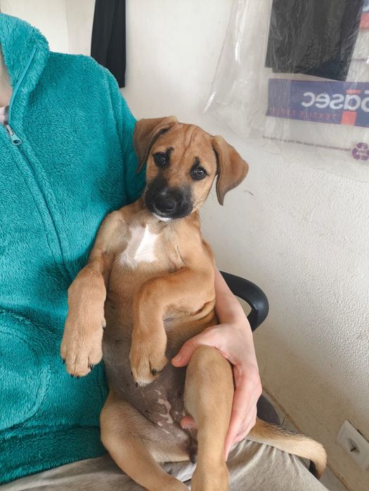 Sammy bebé para adopção
