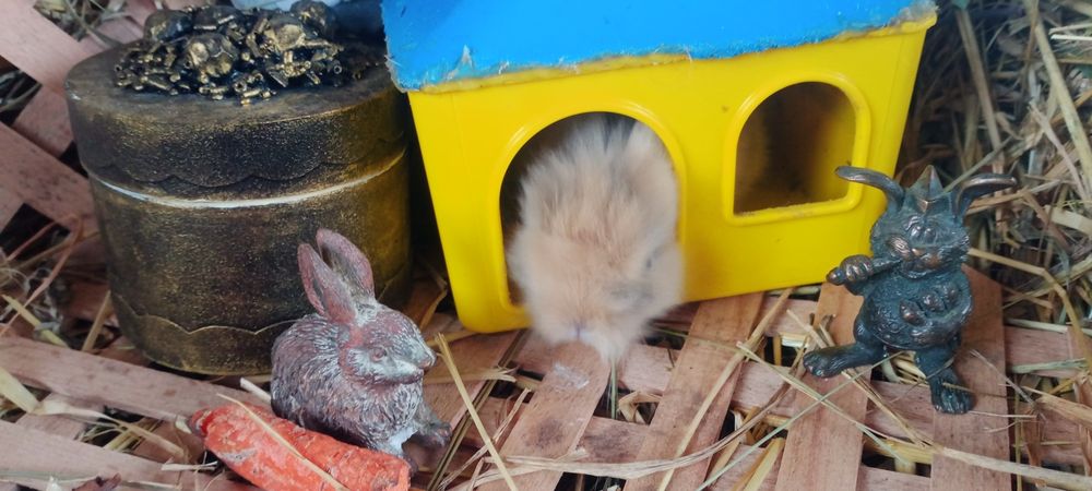 Декоративные Минни кролики